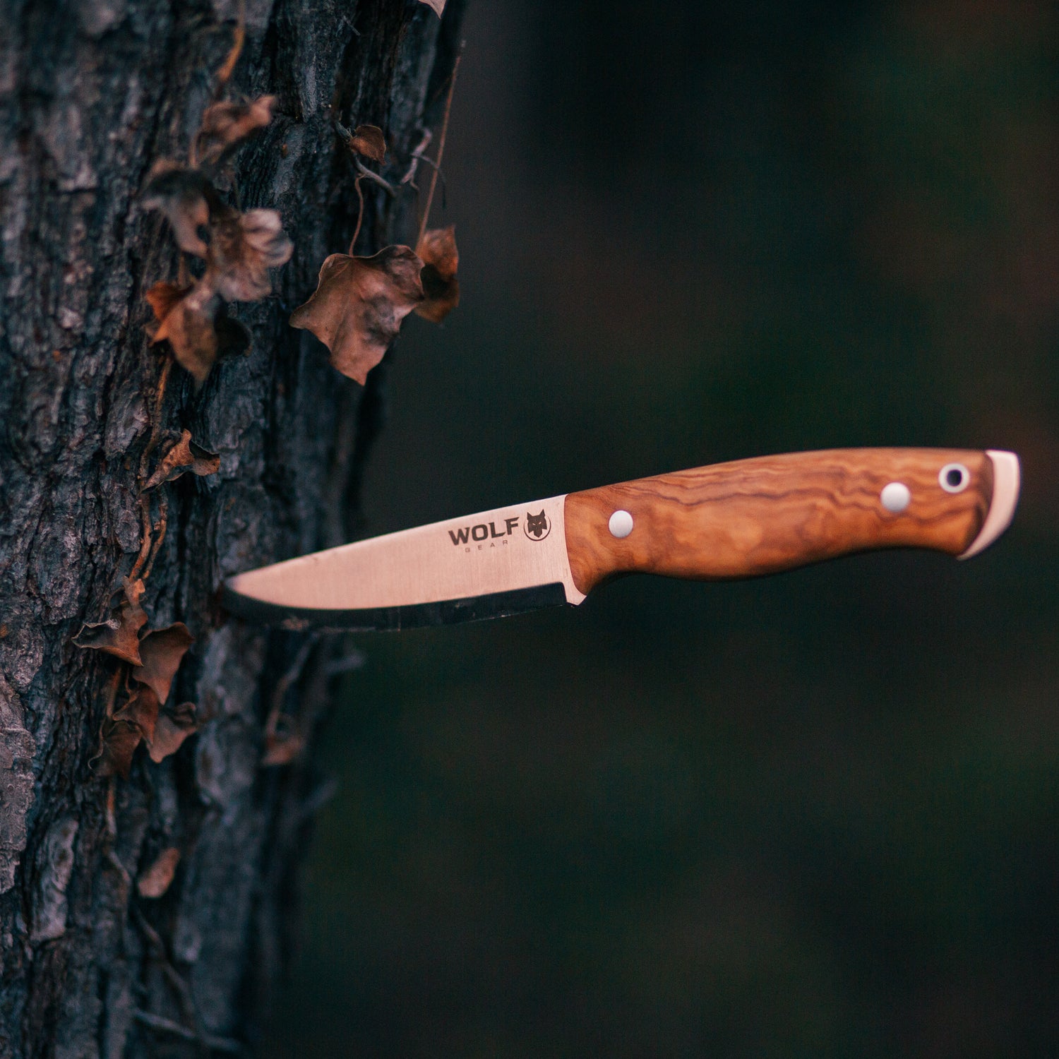 Cuchillo de supervivencia y bushcraft Garra de Lobo | Acero MOVA